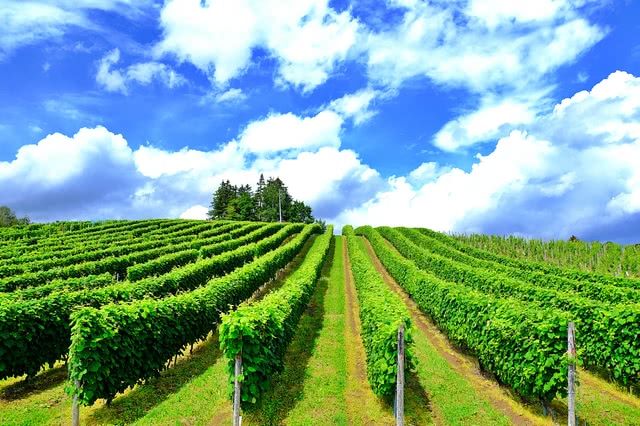 日本料理葡萄酒在全球获得高度赞誉