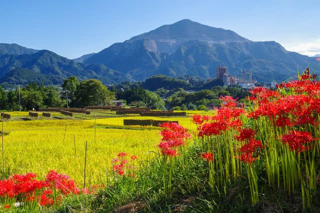 623＊花街道　261彼岸花 巾着田曼珠沙华公园：日本最佳彼岸花观赏地，500万株花海的绝美