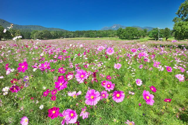 长野县 黑姬绿园