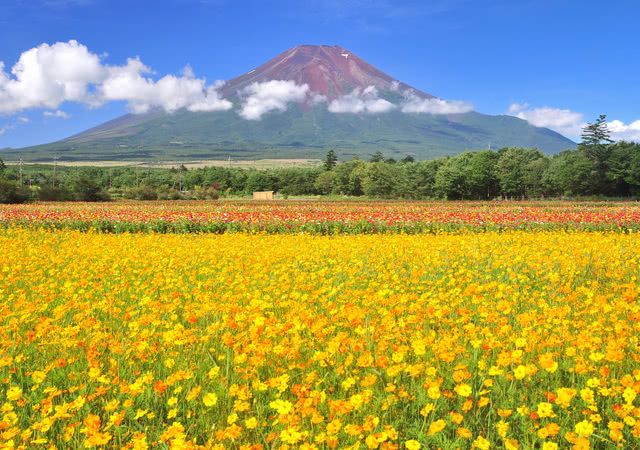 享受壮丽的秋季景色！日本最美丽的波斯菊花田