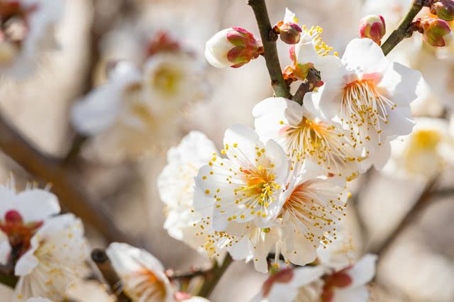 在樱花盛开之前,梅花装点了春天