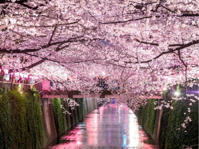 Guide to Restaurants in Nakameguro for Enjoying Cherry Blossoms