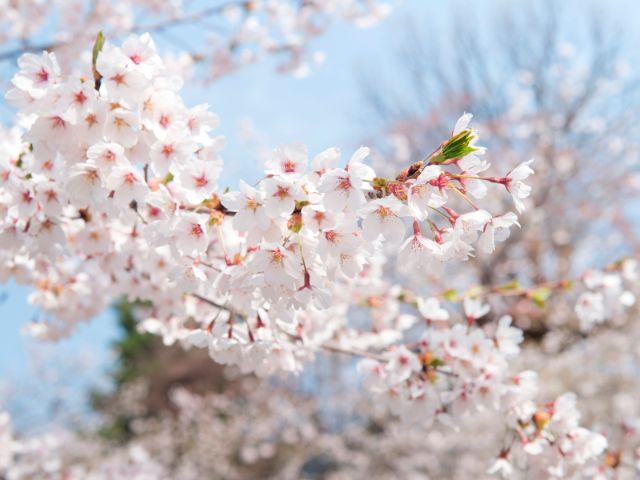 Great Food Options After Visiting Famous Cherry Blossom Viewing Locations in Sapporo and Hakodate