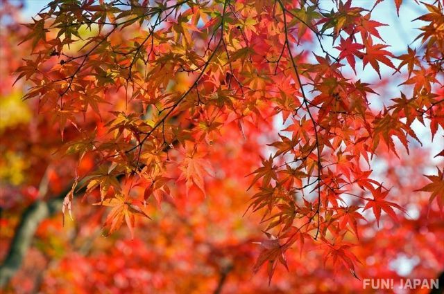 Autumn (September, October and November)
