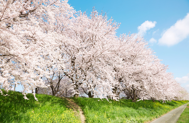 Sakura Species that Can Be Seen in Japan