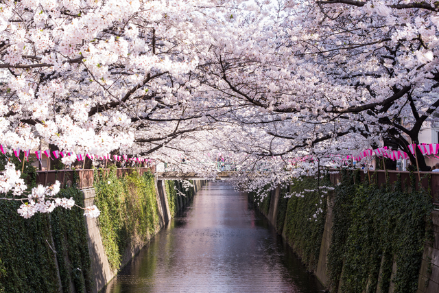3. Meguro River (Setagaya/Meguro)