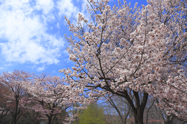2. Maruyama Park (Sapporo)