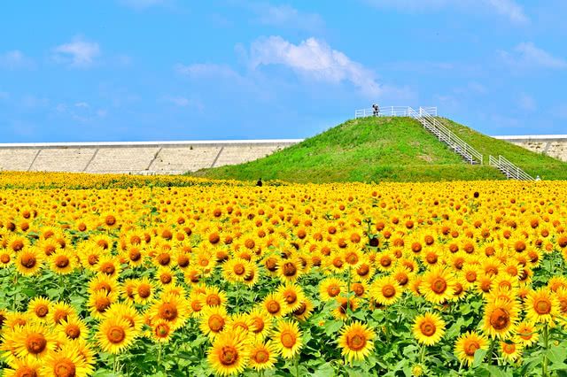 柳川向日葵園（福岡）