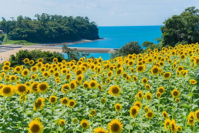 長崎鼻的向日葵花海