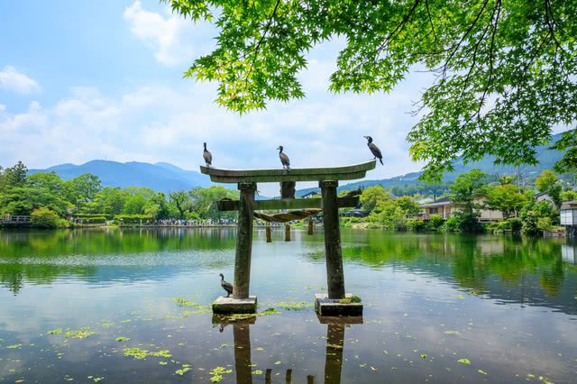 絕佳美景！九州地區最推薦的向日葵花海