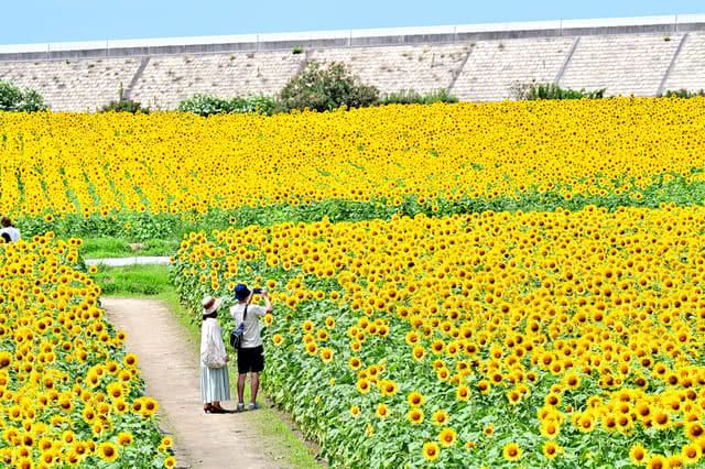 絕佳美景！九州地區最推薦的向日葵花海