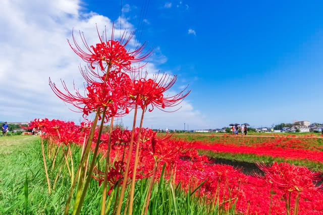 What Is the Red Spider Lily?