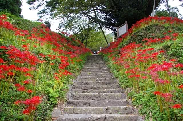 The Best Red Spider Lilies in Nara!