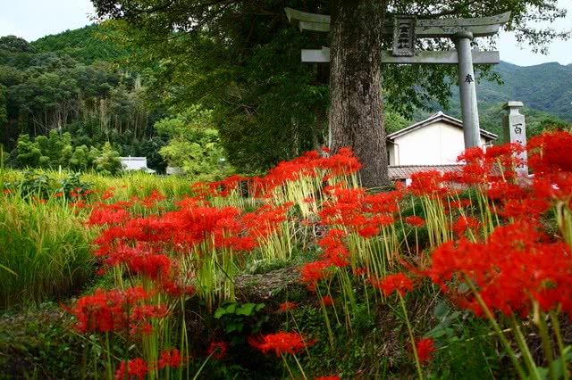The Best Red Spider Lilies in Nara!
