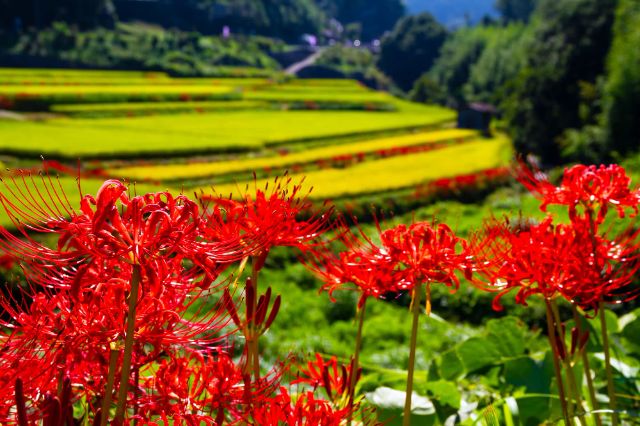 The Best Red Spider Lilies in Nara!
