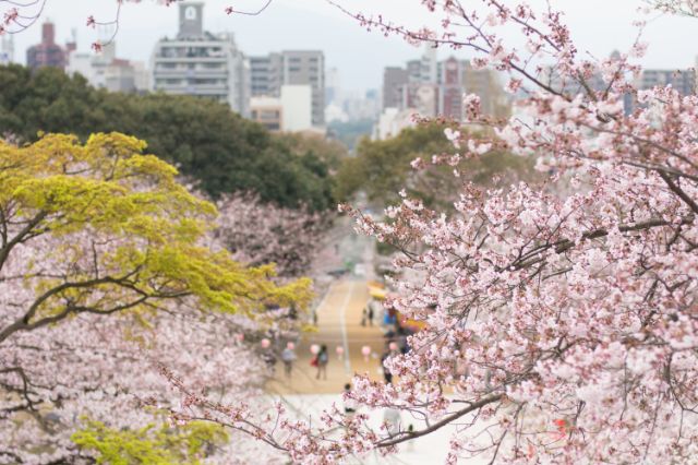 福岡～邊欣賞美麗櫻花邊享用美食～能觀賞到福岡櫻花的店舖