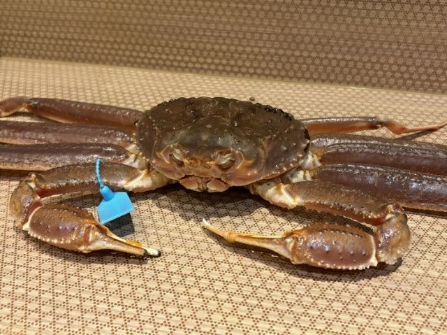 [Day 2] 오래된 도시 풍경이 남아 있는 가나자와에서 2일 여행 중 미식 즐기기