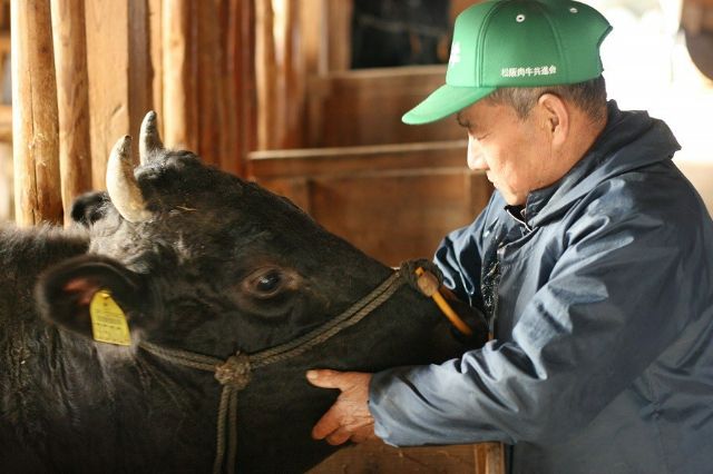 松阪牛肥育風景