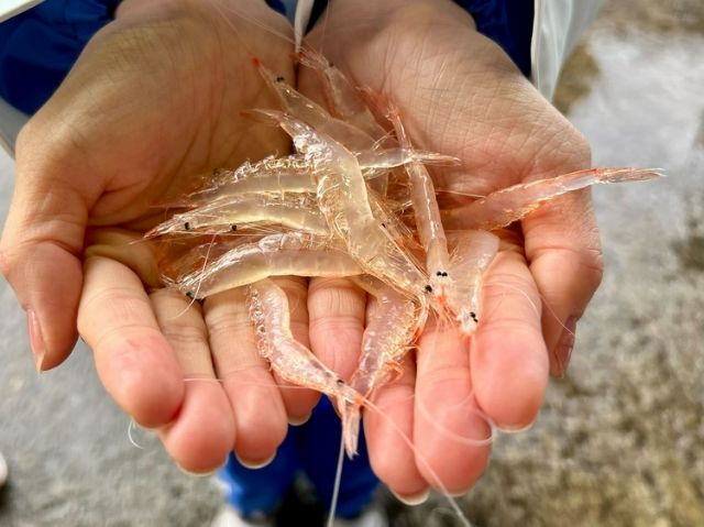 活動 '漁民聚會於富山新港漁港！' 展示富山的海鮮料理 | 海到餐桌PJ支持北陸地區