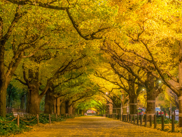 Gourmet Dining at Popular Autumn Foliage Spots: Restaurants Near Meiji Jingu Gaien and Shinjuku Gyoen in Tokyo