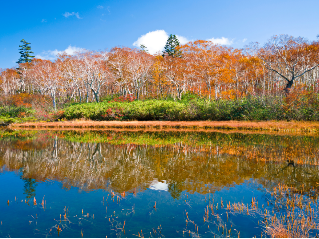 Popular Autumn Foliage Spots! Top 5 Recommended Restaurants to Visit in Otaru and Niseko | Hokkaido