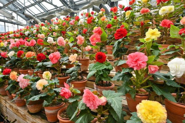 A Premium Tour in Kuwana City, Mie Prefecture: Where ancient culture and history mix with resorts and gourmet delights