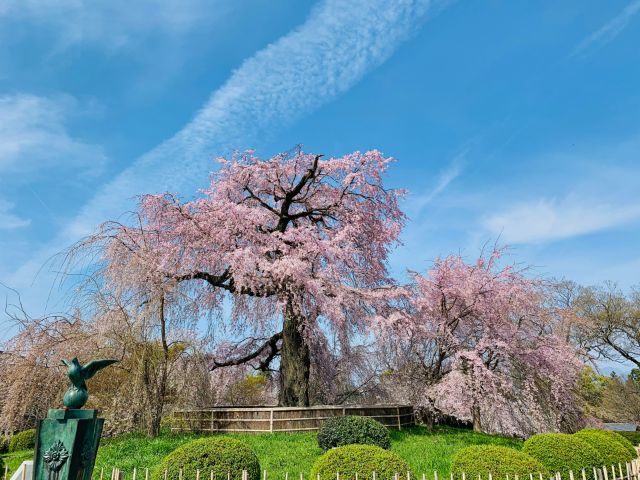圆山公园、鸭川等樱花景点周边的推荐餐厅｜京都