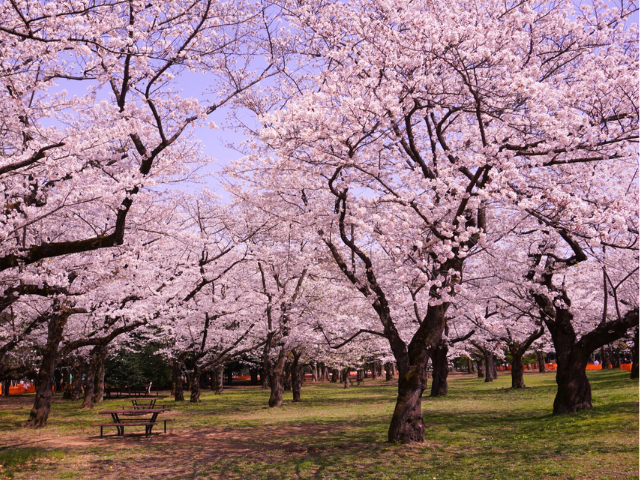 Recommended restaurants around Yoyogi Park to visit after cherry blossom viewing | Tokyo