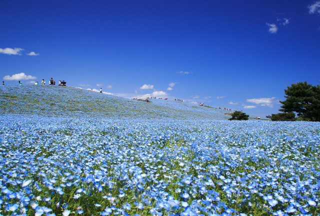 Hitachi-Kaihin Park