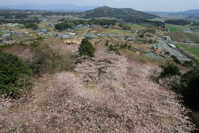 Unique Floral Gastronomy Experiences in Ibaraki Prefecture: Blending Nature, Art, and Edo-Period Recipes from Shokusairoku