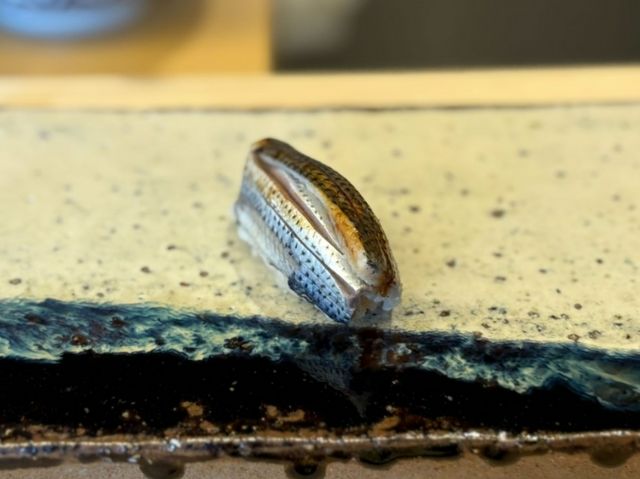 Gizzard shad