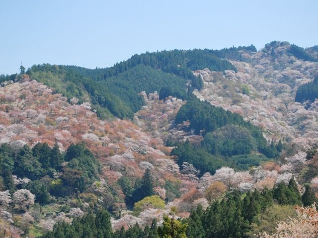 【日本桥Yukari】主厨野永喜三夫先生倾力打造美味餐品,奈良吉野町风味盛宴“奈良吉野山”美食快闪活动盛大开启