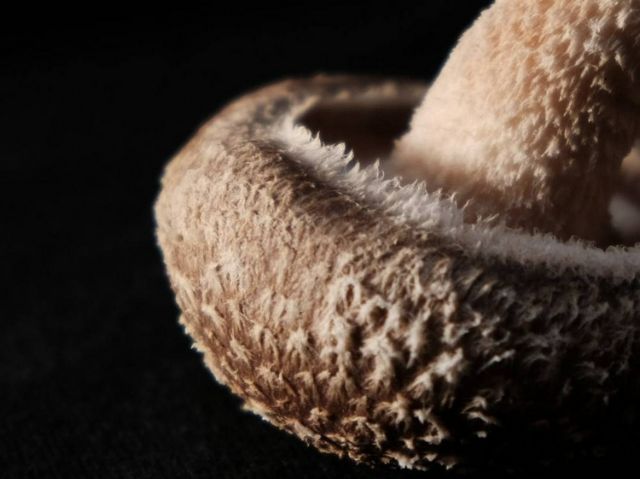 由【日本橋Yukari】野永喜三夫主廚設計菜單,盡享奈良吉野町風味的「奈良吉野山」美食快閃活動登場