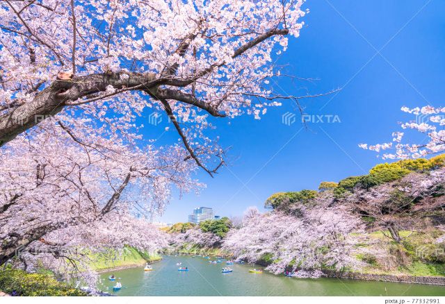 [2026 Edition] Tokyo's Cherry Blossom Guide: Must-Visit Spring Spots