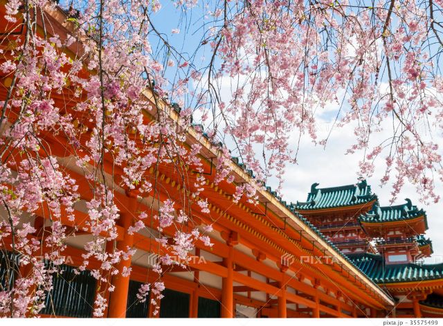 [2026] Enjoying Spring Cherry Blossoms and Recommended Gourmet Spots in Kyoto
