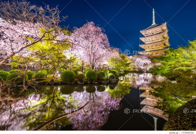 [2026年度]历史与樱花交织的夜晚。京都的夜樱名所5选及周边餐厅