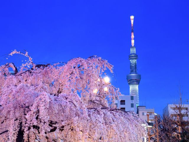 晴空塔周边（隅田公园）