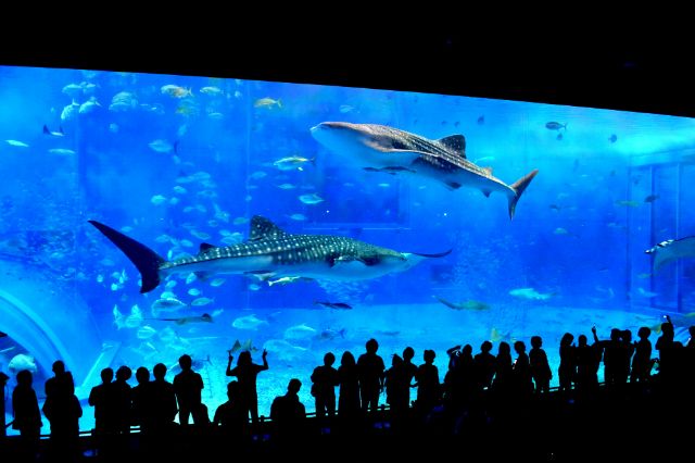 沖繩美麗海水族館