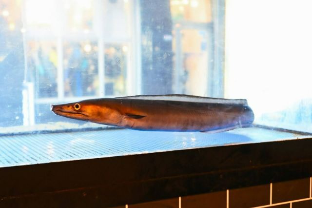 在居酒屋ちょいおでん新宿本店品尝鱧汤