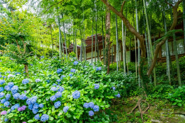 [2026年度]雨天更顯美麗。鎌倉繡球花名所與周邊美食指南