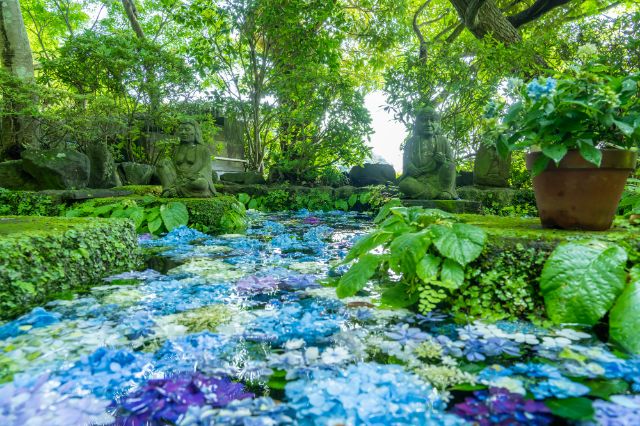 [2026年度]雨天更顯美麗。鎌倉繡球花名所與周邊美食指南