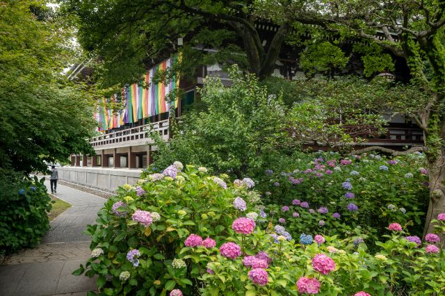 [2026年度]雨天更顯美麗。京都繡球花名所與周邊美食指南