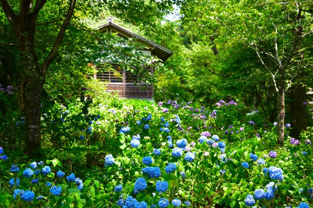 京都大原三千院