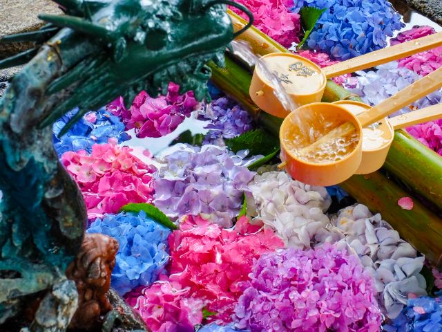 [2026年度]雨天更顯美麗。京都繡球花名所與周邊美食指南