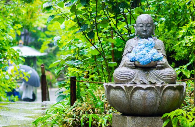 [2026] 비 오는 날이라 더 아름다운, 가마쿠라 수국 명소 & 주변 맛집 가이드