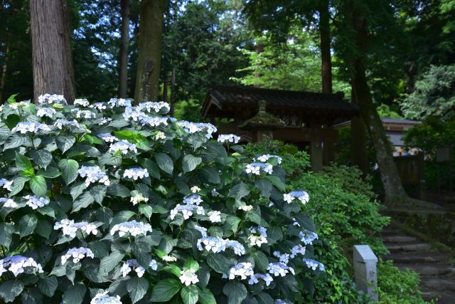 [2026] 비 오는 날이라 더 아름다운, 가마쿠라 수국 명소 & 주변 맛집 가이드