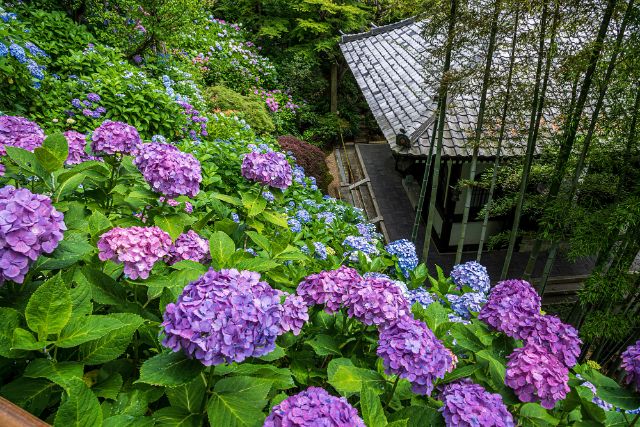  1. 하세데라 (長谷寺)