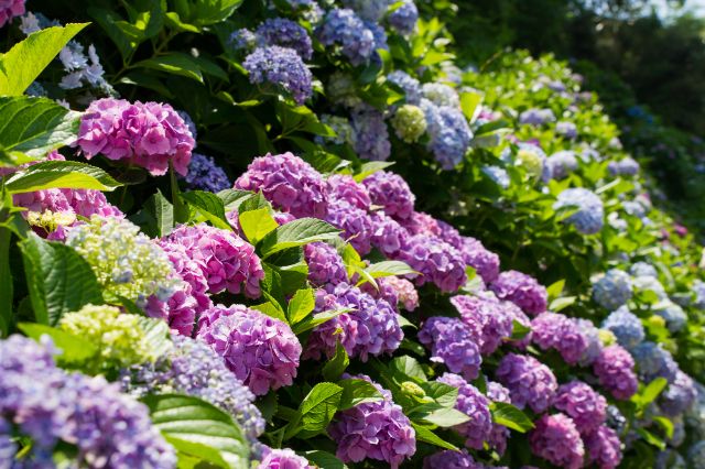 [2026] 비 오는 날이라 더 아름다운, 가마쿠라 수국 명소 & 주변 맛집 가이드