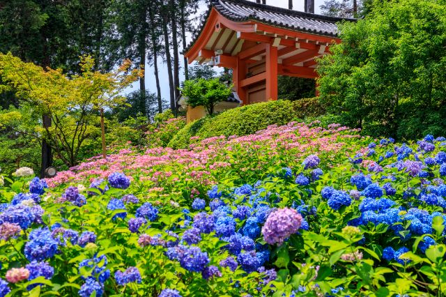  1. 미무로토지 (三室戸寺)