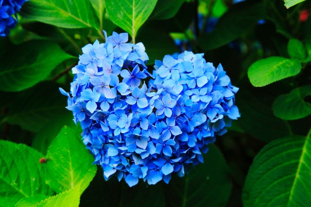 [2026] 비 오는 날이라 더 아름다운, 교토 수국 명소 & 주변 맛집 가이드